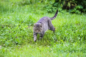 Domestic gray cat walking outside on a summer day.