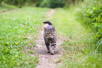 Domestic gray cat walking outside on a summer day.