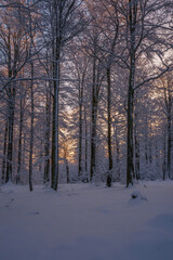 Wintermorgen im Spessart