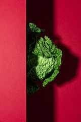 Creative shot of savoy cabbage on red background with hard light. Vertical orientation. healthy vegan food