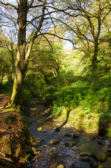 Obraz premium Natural park in spring, stream, paths, green grass, young leaves, flowers, nettle, fern, texture.