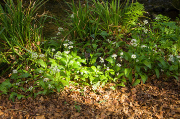 Natural park in spring, stream, paths, green grass, young leaves, flowers, nettle, fern, texture.