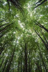 Bosque de hayas
