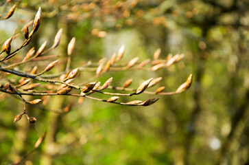 Natural park in spring, stream, paths, green grass, young leaves, flowers, nettle, fern, texture.