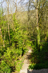 Natural park in spring, stream, paths, green grass, young leaves, flowers, nettle, fern, texture.