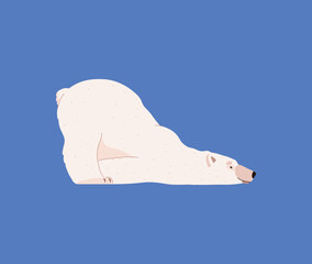 Cute polar bear lying in funny pose, cartoon flat vector illustration isolated on blue background.