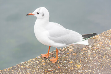 Portrait of a seagull on river coast.