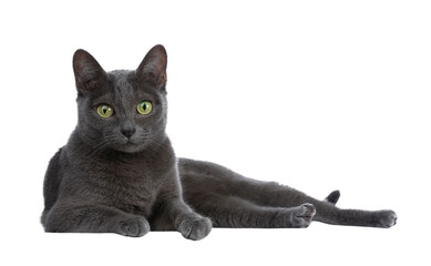 Silver tipped blue adult Korat cat laying down side ways and looking straight at camera with green eyes, isolated on transparent background.