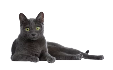 Gordijnen Silver tipped blue adult Korat cat laying down side ways and looking straight at camera with green eyes, isolated on transparent background. © Nynke