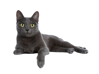 Silver tipped blue adult Korat cat laying down side ways with one paw hanging over edge and looking straight at camera with green eyes, isolated on transparent background.