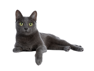 Silver tipped blue adult Korat cat laying down side ways with one paw hanging over edge and looking straight at camera with green eyes, isolated on transparent background.