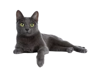Fototapeten Silver tipped blue adult Korat cat laying down side ways with one paw hanging over edge and looking straight at camera with green eyes, isolated on transparent background. © Nynke