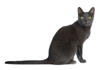 Silver tipped blue adult Korat cat sitting side ways and looking straight at camera with green...