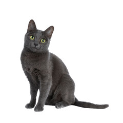 Silver tipped blue adult Korat cat sitting up and looking straight at camera with green eyes,...