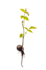 Walnut plant with roots isolated on white background. Complete avocado tree.
