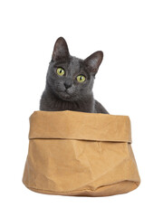 Silver tipped blue adult Korat cat sitting in brown paper bag  and looking straight at camera with green eyes, isolated on transparent background.