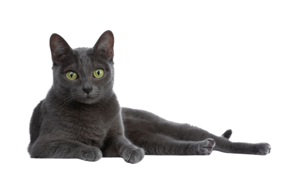 Silver tipped blue adult Korat cat laying down side ways and looking straight at camera with green eyes, isolated on transparent background.