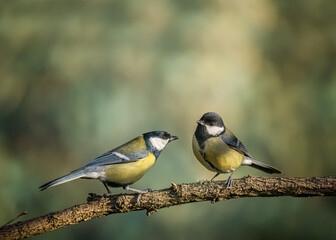 Obraz premium Great tit Parus major