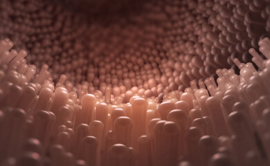 Fototapeta premium Intestine, stomach 3D illustration. Research and analyzes endoscope. Health care medical theme of the day