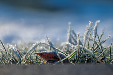 Abstract winter background with frosted grass and empty space for text