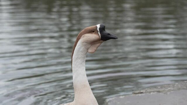 mute swan cygnus olor