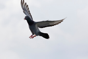 homing pigeon approach for landing to home loft