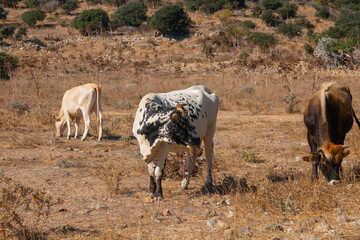 Fototapeta premium Cows grazing in the bushes near the village