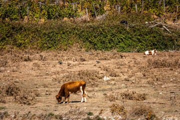 Obraz premium Cows grazing in the bushes near the village