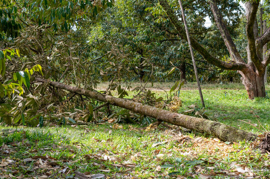 Durian tree in the garden that was hit by a storm and fell