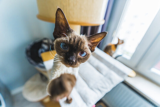 Overhead view of pointed chocolate Devon Rex cat . High quality photo