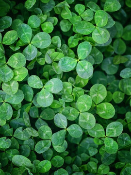 Green clover leaves abstract natural background. beautiful wild plants texture. three-leaves, shamrocks - symbol of St.Patrick`s day holiday. top view. full frame. template for design