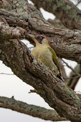 Green woodpecker resting in a tree