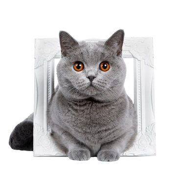 Sweet young adult solid blue British Shorthair cat kitten laying fierce in white photo frame, looking at lens with orange eyes , isolated cutout on transparent background