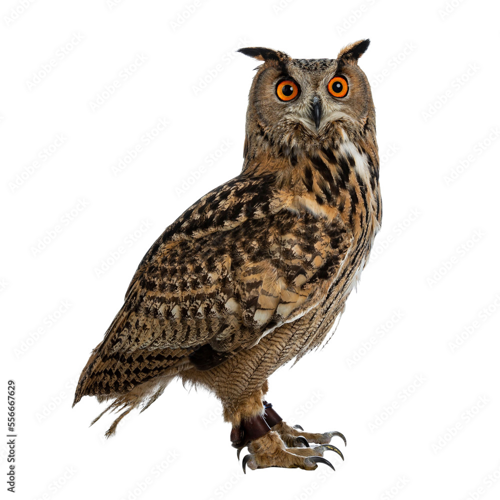 Aufkleber turkmenian eagle owl / bubo bubo turcomanus sitting side ways isolated on transparent background loo