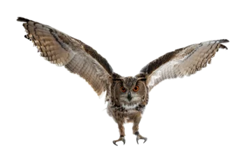 Foto auf Acrylglas Turkmenian Eagle owl / bubo bubo turcomanus in flight / landing isolated on transparent background looking at lens. © Nynke
