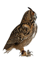 Turkmenian Eagle owl / bubo bubo turcomanus sitting side ways isolated on transparent background looking straight forward / profile