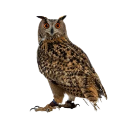 Poster Turkmenian Eagle owl / bubo bubo turcomanus sitting isolated on transparent background looking over shoulder in lens © Nynke