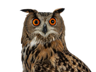 Head shot of Turkmenian Eagle owl / bubo bubo turcomanus s isolated on transparent background looking in lens