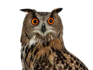 Fototapete Rund Head shot of Turkmenian Eagle owl / bubo bubo turcomanus s isolated on transparent background looking in lens © Nynke