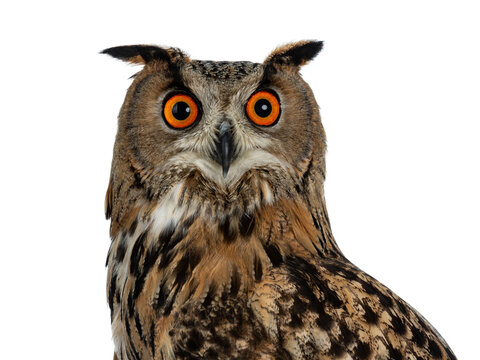 Head shot of Turkmenian Eagle owl / bubo bubo turcomanus s isolated on transparent background looking in lens