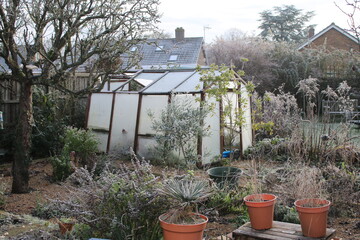 Glass greenhouse in garden landscape in Winter icy frost with gravel planted bed with pots and espalier pear tree with bare branches in freezing day weather