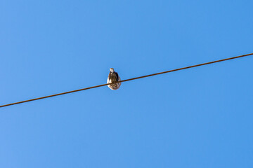 Low-angle view of pigeon perching on power line against a clear blue sky. 