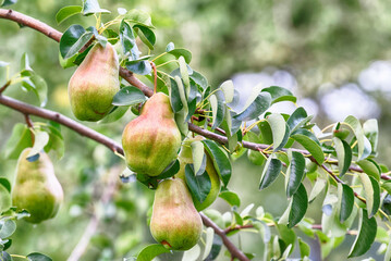 A tree brunch with ripe pears