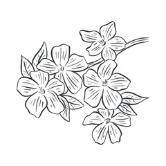 Blossoming tree branch sketch. Spring flowering of cherry, apple, almond, sakura. Twig with leaves and flowers realistic hand drawn. Ink engraving isolated vector illustration