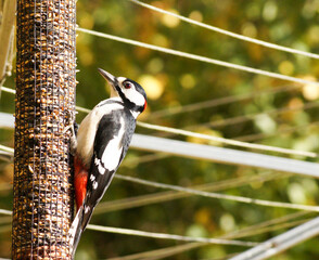 great spotted woodpecker
