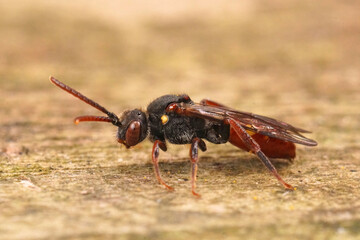 Closeup on a female Yellow shouldered nomad bee, Nomada ferruginata , sitting on wood