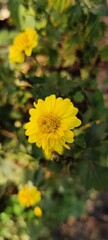 yellow dandelion flower