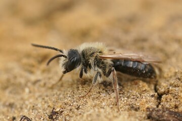 Closeup on a decolored male Orange tailed mining bee, Andrena haemorrhoa, sitting in the sand