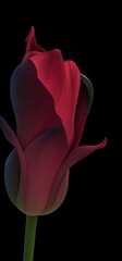 Generative AI,close-up of pink rose against black background