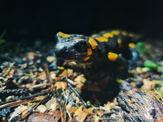 Feuersalamander